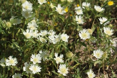 Lomelosia prolifera, photographed by purperlibel