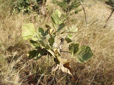 Erythrina latissima, photographed by Mahomed Desai