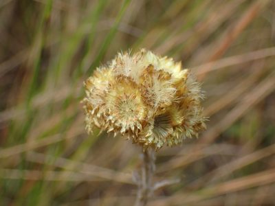 Helichrysum auriceps, photographed by Mahomed Desai