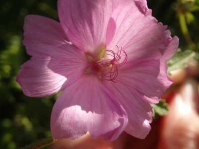 Malva tournefortiana, photographed by Carminda Santos