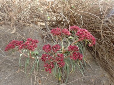 Crassula alba, photographed by Mahomed Desai