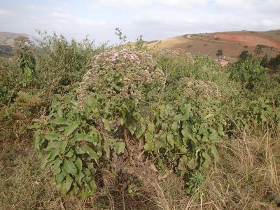 Gymnanthemum myrianthum, photographed by Mahomed Desai