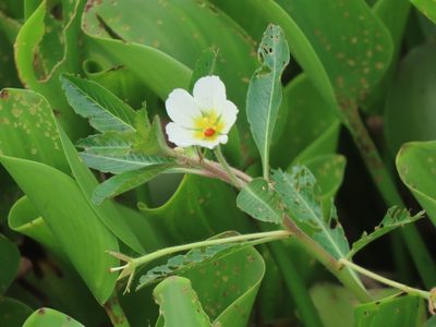 Ludwigia adscendens, photographed by chiuluan