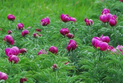 Paeonia officinalis, photographed by William Stephens