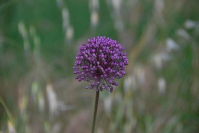 Allium polyanthum, photographed by William Stephens