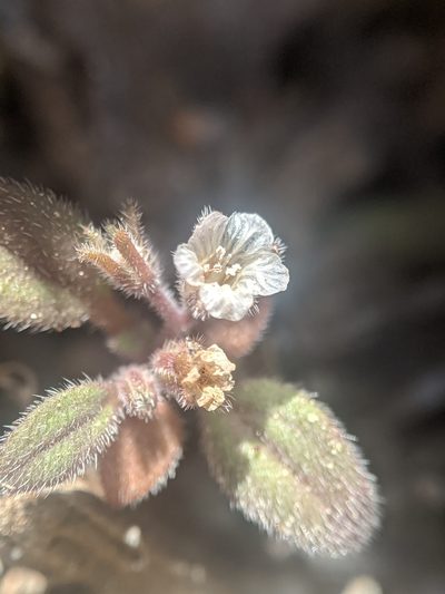 Phacelia eisenii, photographed by Alex Heyman