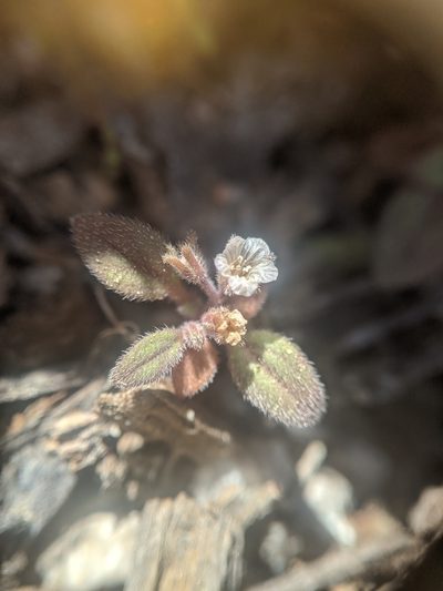 Phacelia eisenii, photographed by Alex Heyman