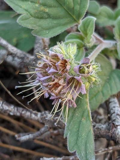 Phacelia hydrophylloides, photographed by Alex Heyman