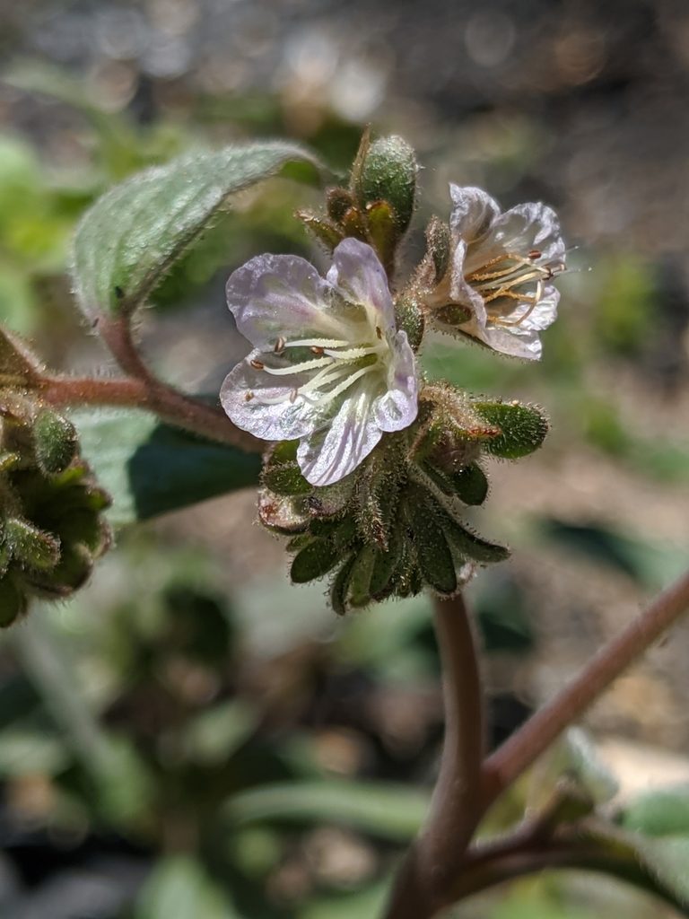 Phacelia purpusii, photographed by Alex Heyman