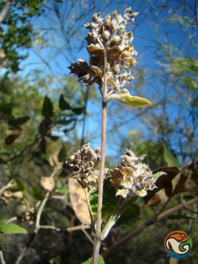Lippia oaxacana, photographed by Eugenio Padilla