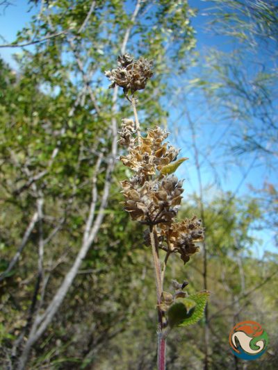 Lippia oaxacana, photographed by Eugenio Padilla