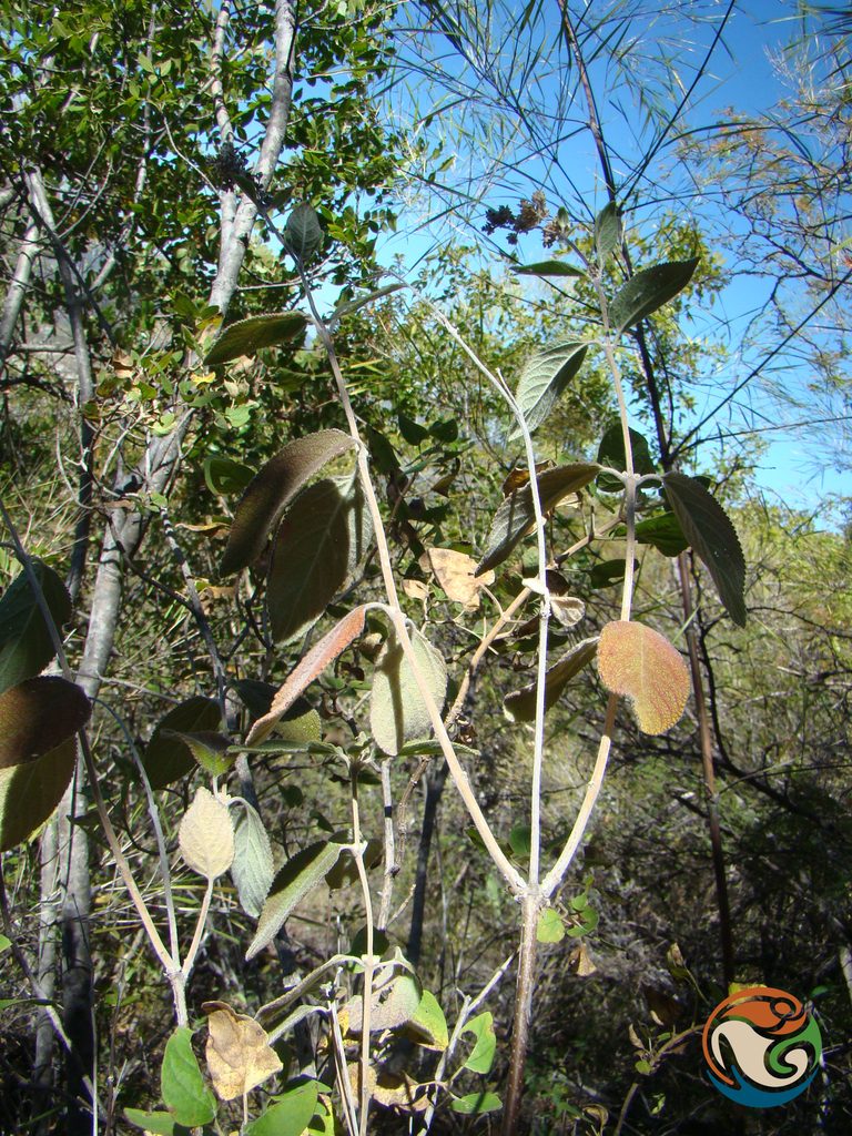 Lippia oaxacana, photographed by Eugenio Padilla