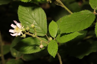 Rubus rufescens, photographed by Stephen James McWilliam