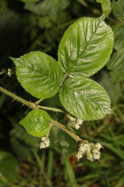 Rubus wirralensis, photographed by Stephen James McWilliam