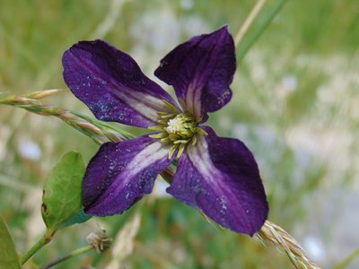 Clematis viticella, photographed by viridian