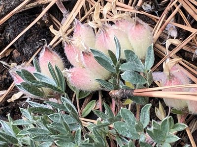 Oxytropis multiceps, photographed by Jared Shorma