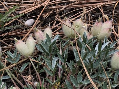 Oxytropis multiceps, photographed by Jared Shorma