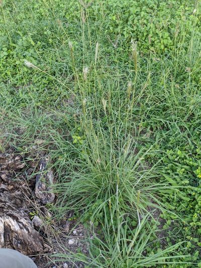 Bothriochloa hybrida, photographed by Cleveland Powell