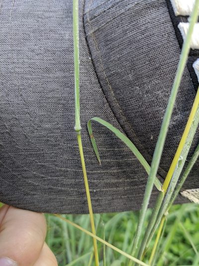 Bothriochloa hybrida, photographed by Cleveland Powell