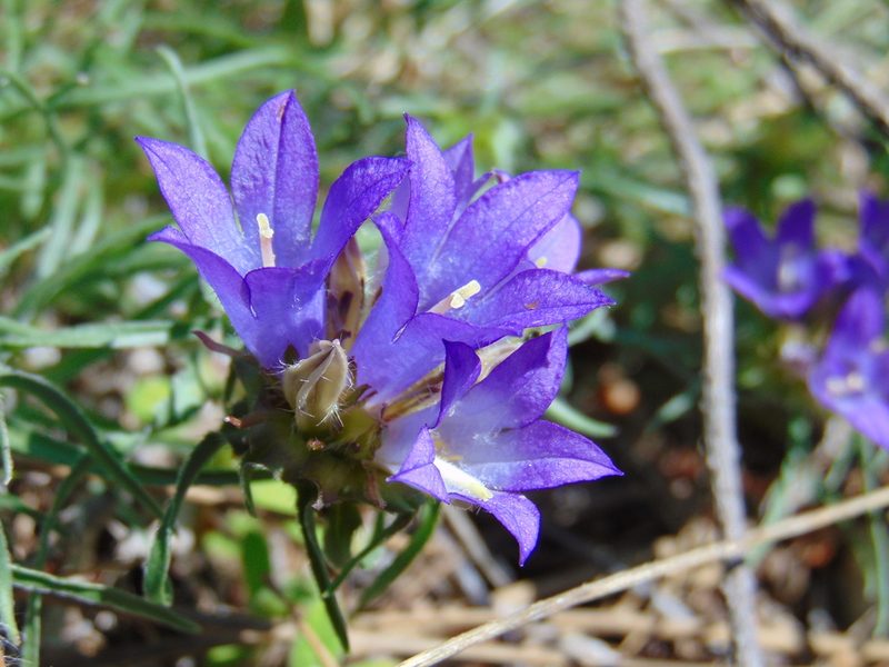 Edraianthus tenuifolius, photographed by viridian