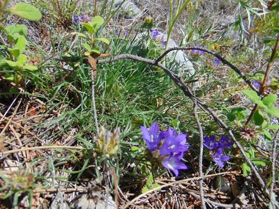 Edraianthus tenuifolius, photographed by viridian