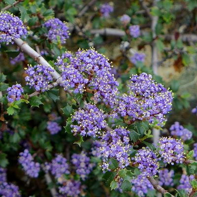 Ceanothus confusus, photographed by John Hibbard
