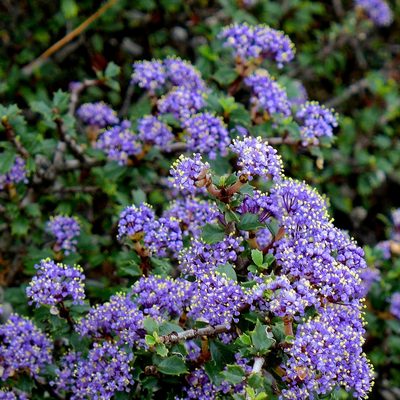 Ceanothus confusus, photographed by John Hibbard