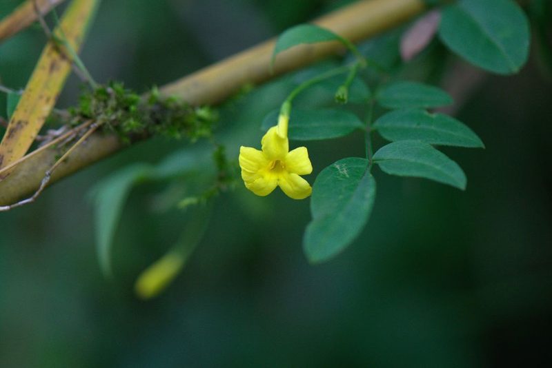 Chrysojasminum humile, photographed by Ramnarayan K