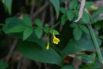 Chrysojasminum humile, photographed by Ramnarayan K