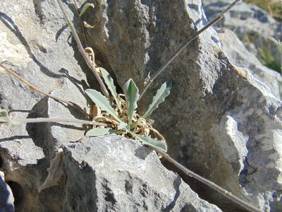 Aurinia sinuata, photographed by viridian