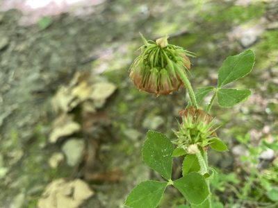 Trifolium reflexum, photographed by Miranda Kohout