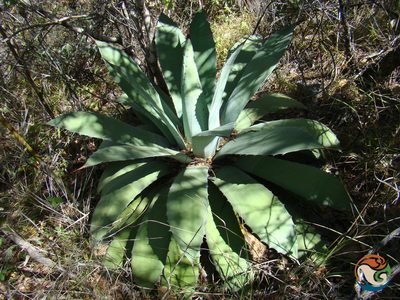 Agave seemanniana, photographed by Eugenio Padilla