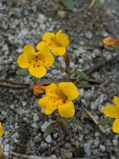 Erythranthe montioides, photographed by Alex Heyman