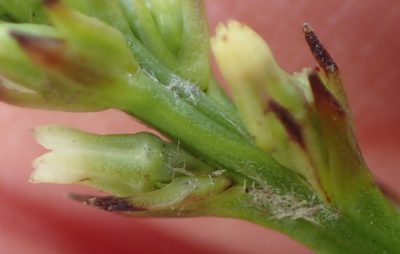 Thesium spicatum, photographed by Nicola van Berkel