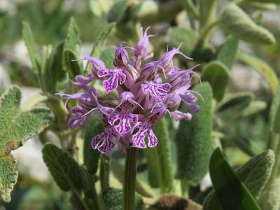 Neotinea conica, photographed by Yves Bas
