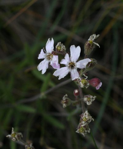 Silene samojedorum, photographed by Oleg Kosterin