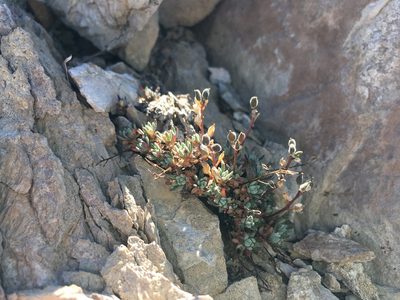Draba oligosperma, photographed by Martin Purdy