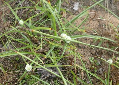 Cyperus dubius, photographed by Nicola van Berkel
