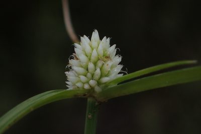 Cyperus dubius, photographed by Nicola van Berkel