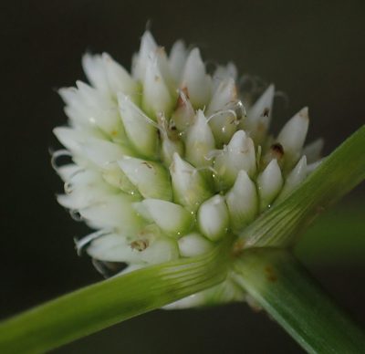 Cyperus dubius, photographed by Nicola van Berkel