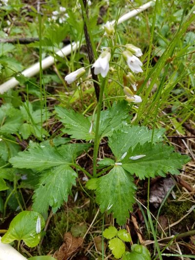 Cardamine maxima, photographed by Sarah Johnson