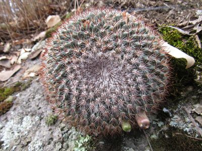 Mammillaria rhodantha, photographed by Oscar Alejandro Morales Juárez
