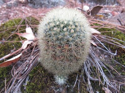 Mammillaria densispina, photographed by Oscar Alejandro Morales Juárez