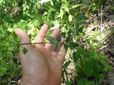Thaspium trifoliatum, photographed by John Abrams