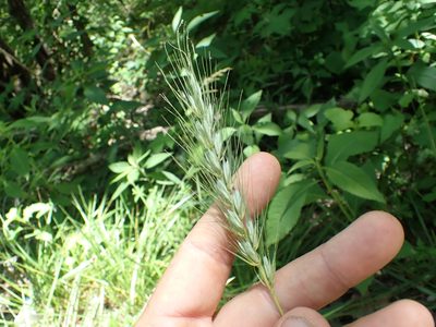Elymus macgregorii, photographed by John Abrams