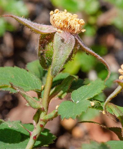Rosa spithamea, photographed by Don Loarie
