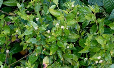 Alternanthera flavescens, photographed by Claire Herzog