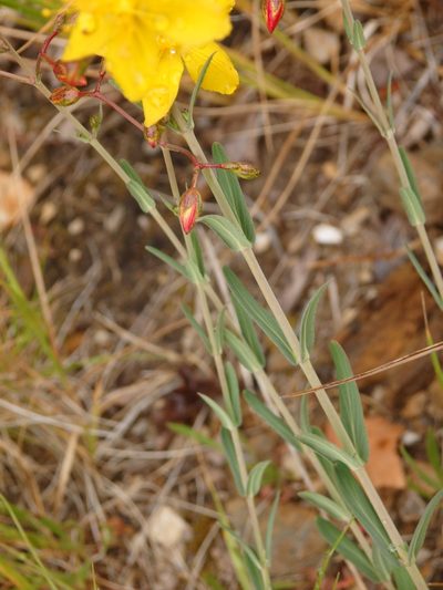 Hypericum linariifolium, photographed by Carminda Santos