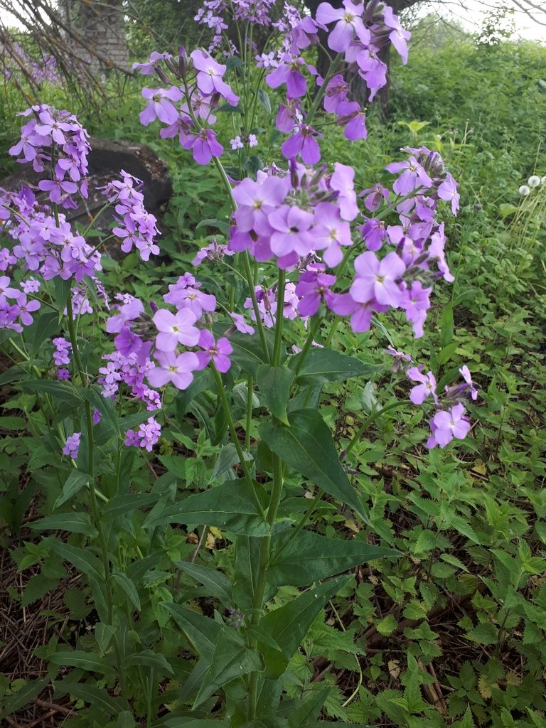 Hesperis pycnotricha, photographed by Светлана Панкова