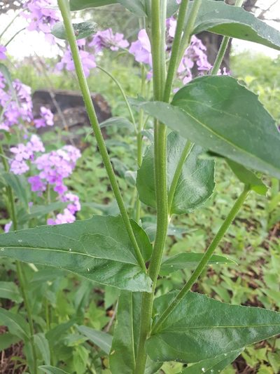 Hesperis pycnotricha, photographed by Светлана Панкова